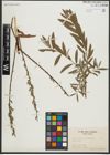 Foto von Salix repens L. x Salix viminalis L.